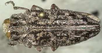 Media type: image;   Entomology 24442 Aspect: habitus dorsal view